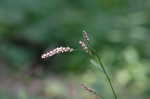 Bristled knotweed